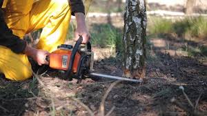 How Our Tree Care Process Works  in  Black Point Green Point, CA