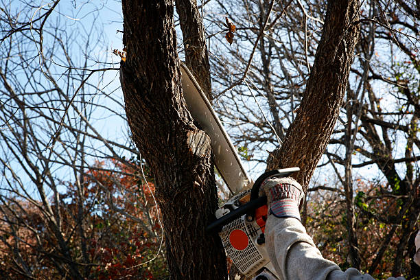 Best Tree Removal Service  in Black Point Green Point, CA