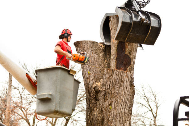 Trusted Black Point Green Point, CA Tree Services Experts